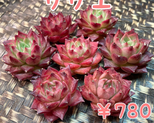 16cb7ee0466cb67b407ce1856b15b2