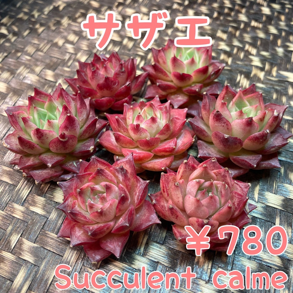 多肉植物　メンドーザエ　カット苗 多肉植物 メンドーザエ カット苗 怪しい時はカットして確認！ | tama