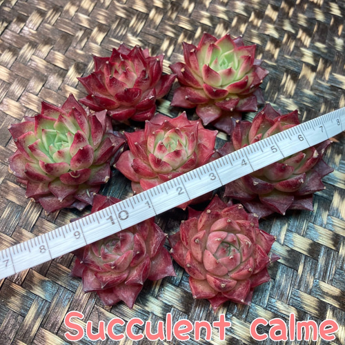 № 23☆サザエ☆韓国苗 新品種 多肉植物 カット苗 多肉植物 Succulent