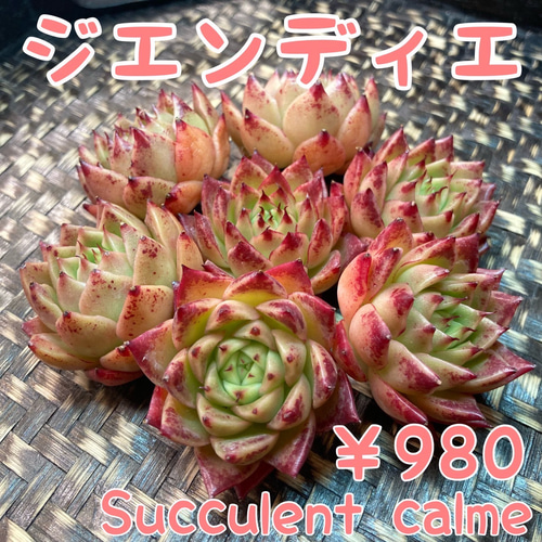 № 26☆ジエンディエ☆中国苗 新品種 多肉植物 カット苗 多肉植物