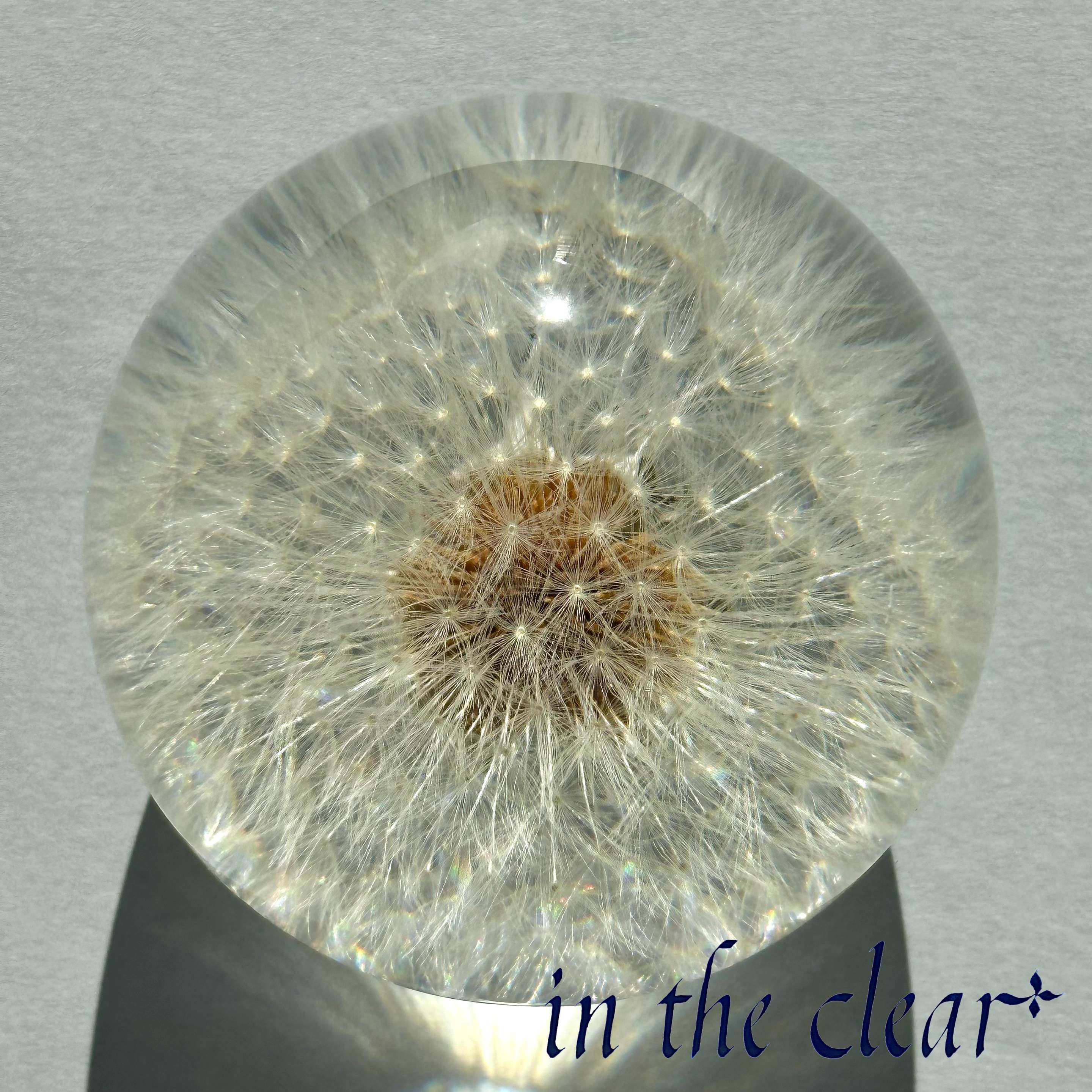 植物標本　たんぽぽ綿毛　レジン　7センチ球体