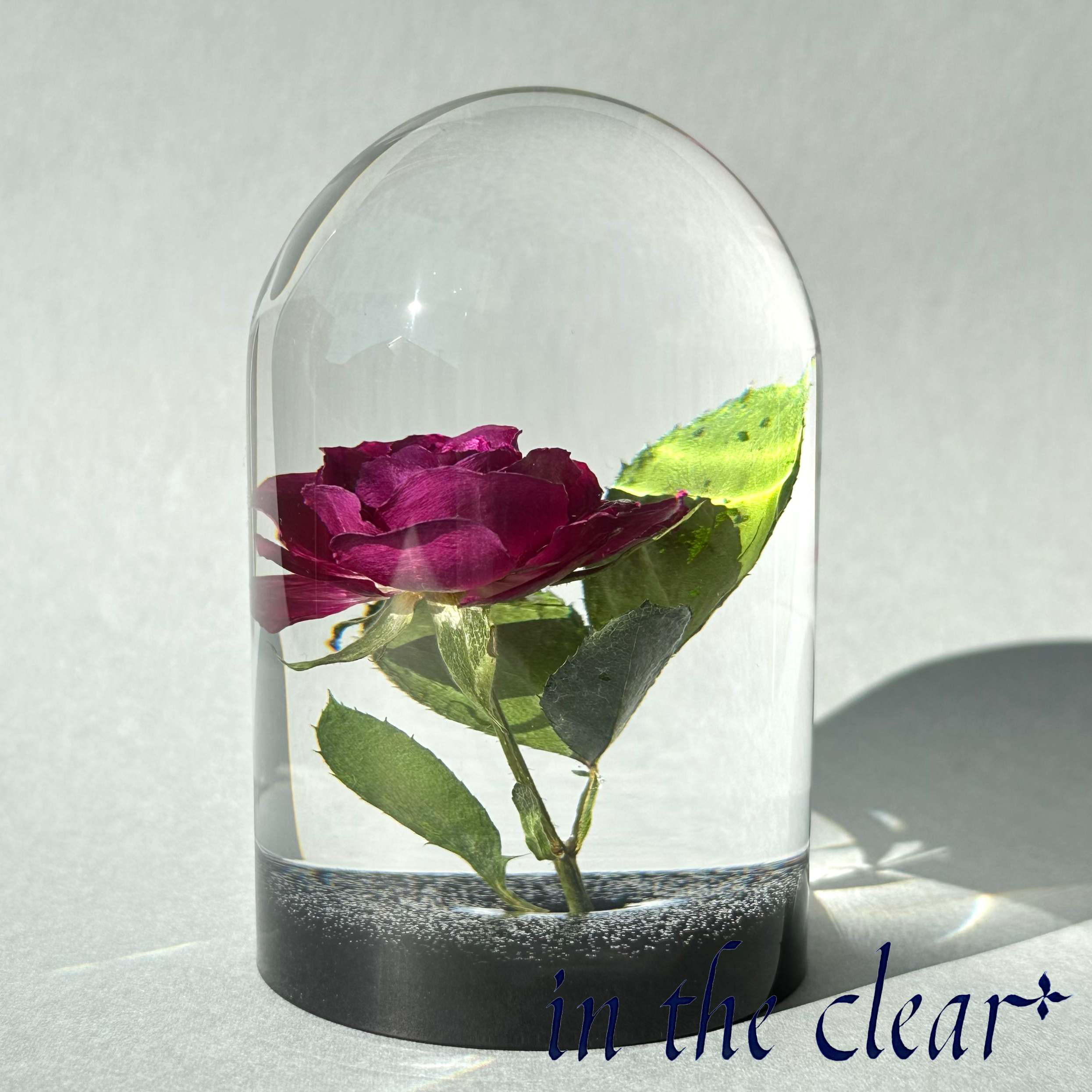 植物標本　薔薇　濃いピンク　レジン　ガラスドーム風　大