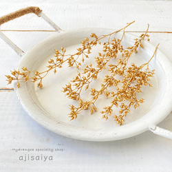 ドライフラワー　黒ホオズキ　500個 790e5ca6354bbbaba259a200e996f2