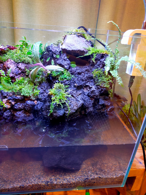 自然の中の飼育箱、滝の流れる苔アクアリウム、40センチ水槽オールガラス 3枚目の画像