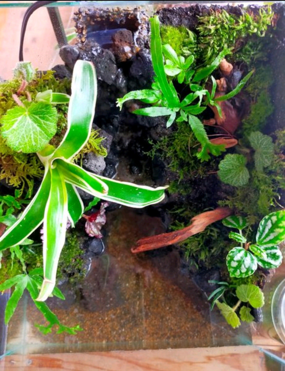 自然の中の飼育箱、滝の流れる苔アクアリウム、40センチ水槽オールガラス 