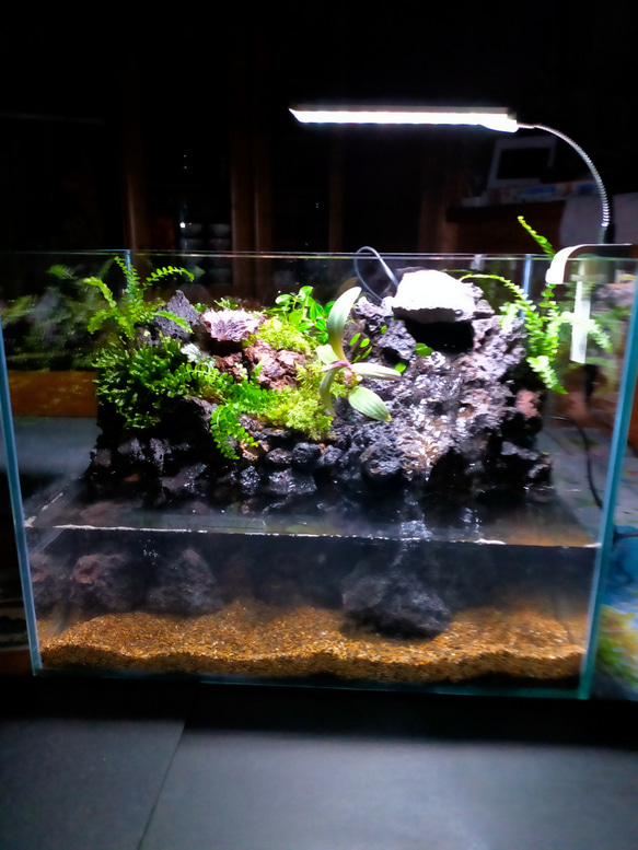 自然の中の飼育箱、滝の流れる苔アクアリウム、40センチ水槽オールガラス 