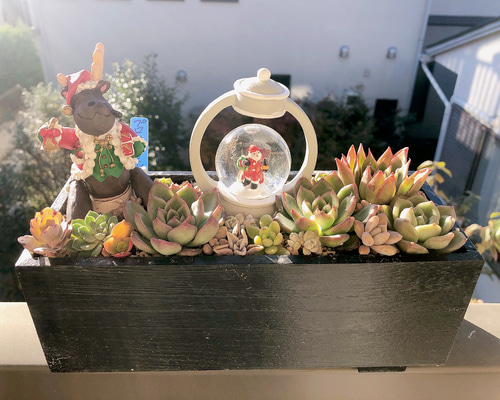 多肉植物』クリスマス スノードーム（木箱寄せ植え） 多肉植物 虎っぺ