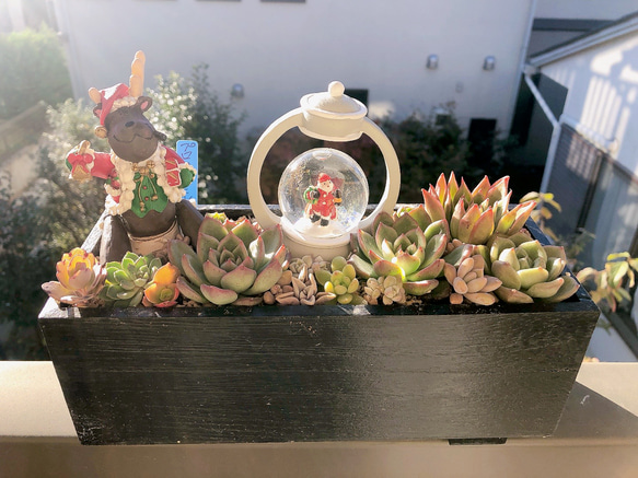 多肉植物』クリスマス スノードーム（木箱寄せ植え） 多肉植物 虎っぺ