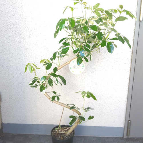 現品】シェフレラ【ムーンドロップ曲がり】 白斑入り観葉植物 樹
