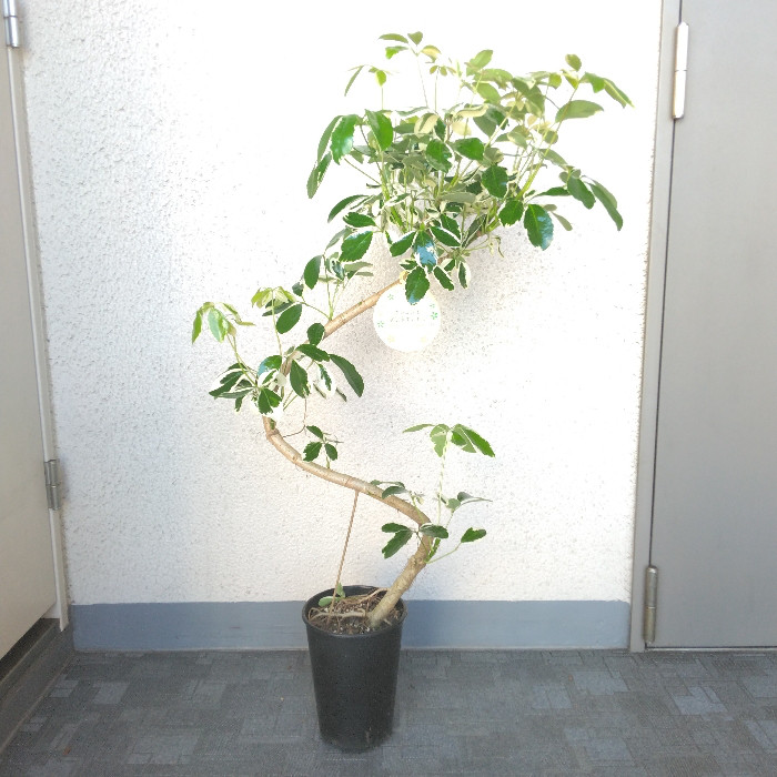現品 シェフレラ 気根 4番 曲がり 観葉植物 人気 インテリア