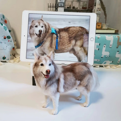 羊毛フェルト オーダー 「リアルで可愛いワンちゃん」シベリアンハスキー うちの子 羊毛フェルト オーダー 「リアルで可愛いワンちゃん」シベリアン