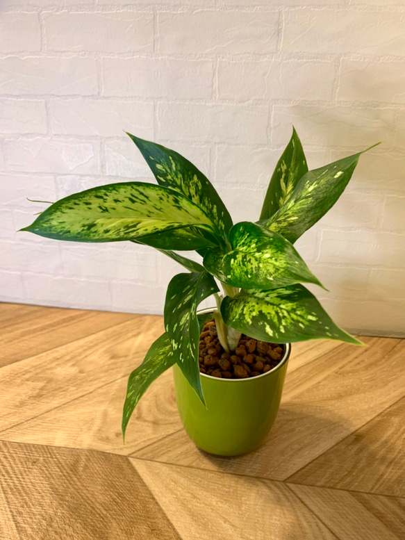 【良好】【送料込み】ディフェンバキア　販売中〜⭐︎ 育てやすい】観葉植物 ディフェンバキア ハイドロカルチャー その他