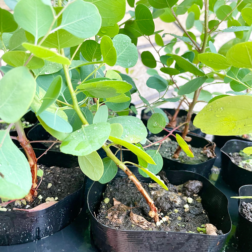 大苗　ユーカリ　ポポラス　鉢植え　苗木 ⑮ ユーカリ ポポラス 8号 特大苗木最高等級極上品‼️