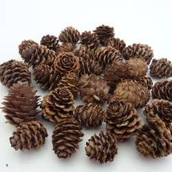 ジャンボ松ぼっくり 7個 その他素材 Karani 通販 15143002｜Creema