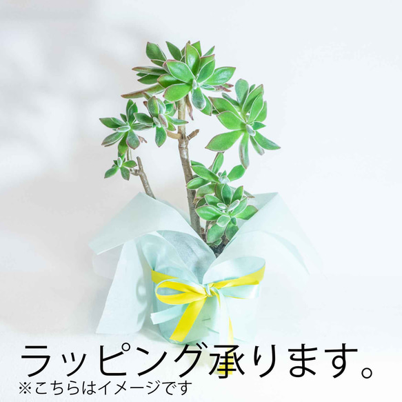 【ベランダで育てる観葉植物】イワオモダカの鉢植え／ざらっとした風合いのシンプルなモルタル鉢／送料全国一律850円 6枚目の画像