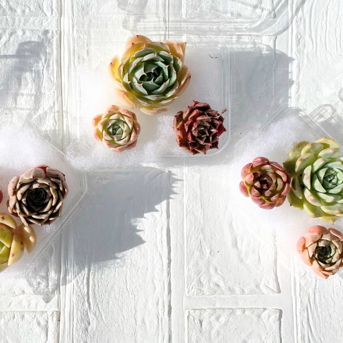 寄せ植え　多肉植物　韓国苗　リース　q 寄せ植え 多肉植物 韓国苗 リース q