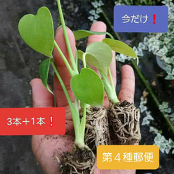 送料無料❗第四種郵便だから安い❗モンステラ　デリシオーサ　苗　観葉植物 1枚目の画像