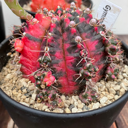 ☆再入荷☆ギムノカリキウム＊希少サボテン＊斑入り＊緋牡丹錦＊子株