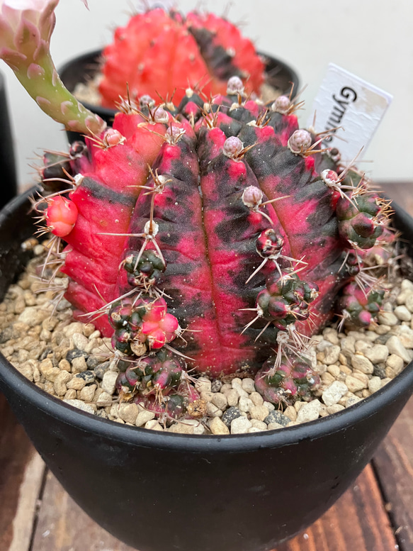 多肉植物 サボテン 虹牡丹錦 開花 美羽 強刺 大株 実生4-6cm 2 多肉植物 サボテン 虹牡丹錦 開花 美羽 強刺 大株 実生4-6cm 2