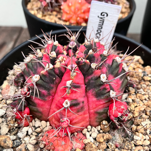 ☆再入荷☆ギムノカリキウム*希少サボテン*大株*斑入り*緋 ☆再入荷☆ギムノカリキウム*希少サボテン*大株*斑入り*緋