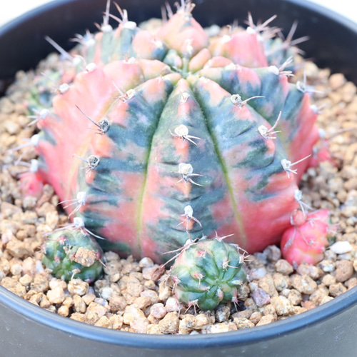 k6レアカラー‼️ サボテン　ギムノカリキウム 54株 k6レアカラー‼️ サボテン ギムノカリキウム 54株