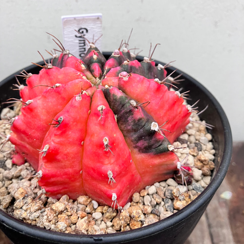 ☆再入荷☆ギムノカリキウム*希少サボテン*大株*斑入り*緋 ☆再入荷☆ギムノカリキウム*希少サボテン*大株*斑入り*緋