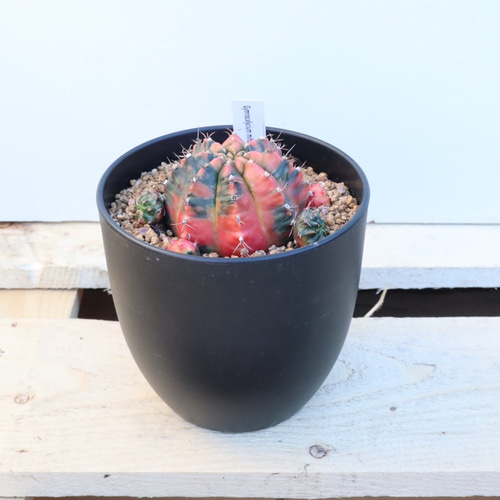 ☆再入荷☆ギムノカリキウム*希少サボテン*大株*斑入り*緋 ☆再入荷☆ギムノカリキウム*希少サボテン*大株*斑入り*緋
