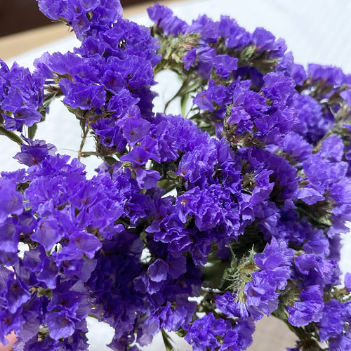 スターチス ドライフラワー 紫 楽天市場】スターチス 濃いパープル 20本 【 国産 自社乾燥 ドライ