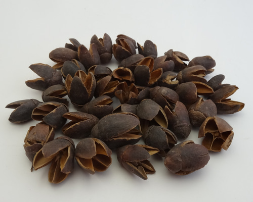 木の実 bd7435e3b4595041c006e4c7a5449a