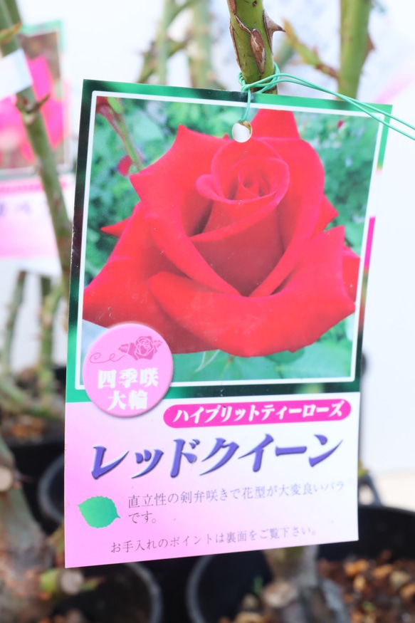 薔薇苗＊四季咲き＊中輪＊大輪＊接木＊ガーデニング 5枚目の画像