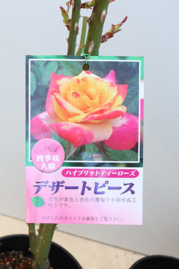 薔薇苗＊四季咲き＊中輪＊大輪＊接木＊ガーデニング 3枚目の画像