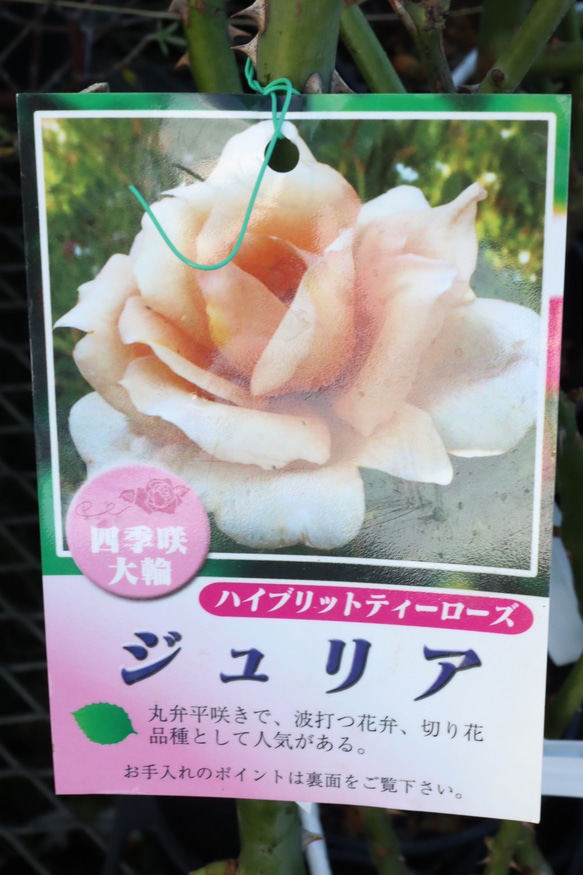 薔薇苗＊四季咲き＊中輪＊大輪＊接木＊ガーデニング 16枚目の画像