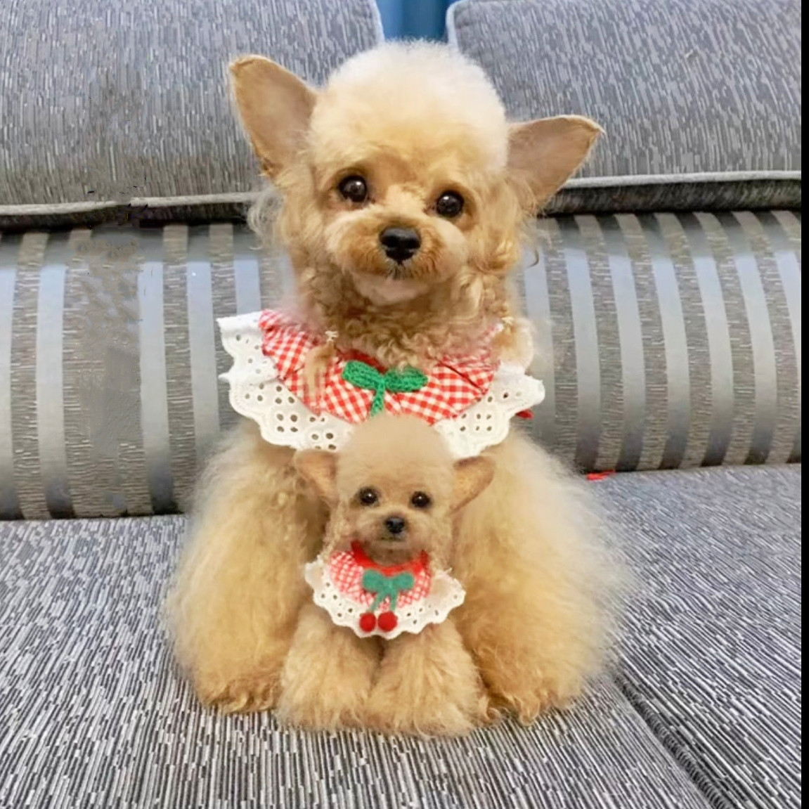 【オーダーメイド ペット】羊毛 フェルト 犬 リアル   テディ犬 うちの子、ペット似顔絵、犬 猫 人形