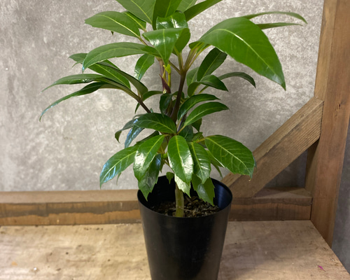 観葉植物 シェフレラ アルファ アートフラワー plant life 通販