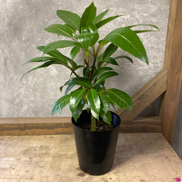 観葉植物 シェフレラ アルファ アートフラワー plant life 通販