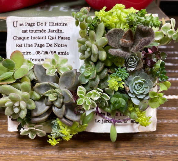 多肉植物 寄せ植え♡このまま飾れます♪全て根付き - beautifulbooze.com