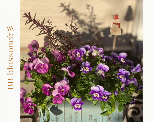 アッサンブラージュ〛春の寄せ植え パンジービオラ 花かんざし