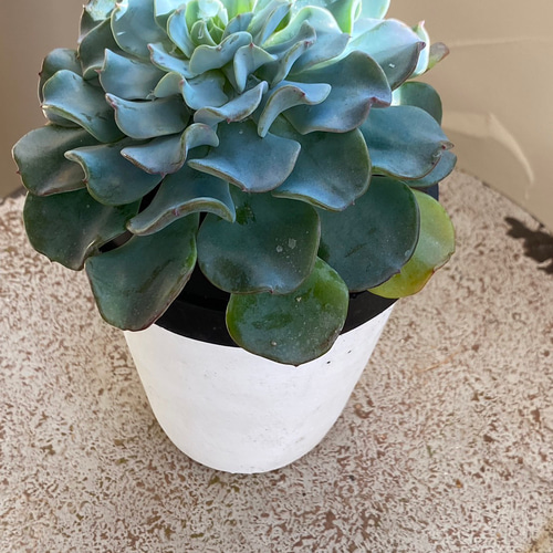 ◇セール開催中◇インテリアグリーン 大人気 多肉植物 エケベリア