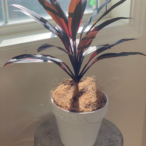 ◇セール開催中◇インテリアグリーン 大人気 赤ドラセナ 幸福の木