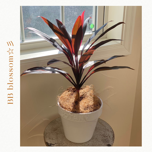 ◇セール開催中◇インテリアグリーン 大人気 赤ドラセナ 幸福の木