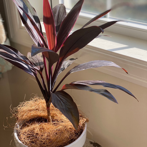◇セール開催中◇インテリアグリーン 大人気 赤ドラセナ 幸福の木