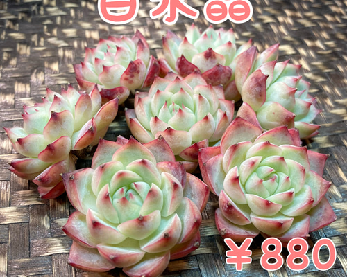21#多肉植物アエオニウム錦❤️ 翡翠琉璃 ❤️28-30頭28cm 拔き苗 21#多肉植物アエオニウム錦❤️ 翡翠琉璃 ❤️28-30頭28cm 拔き苗 多肉