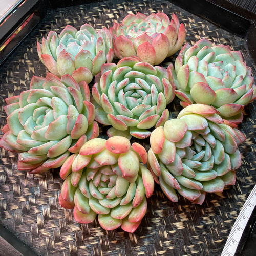 № 30☆Sasaササ☆韓国苗 新品種 多肉植物 エケベリア 多肉植物