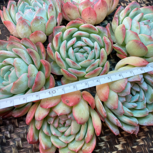 多肉植物　エケベリア　韓国苗　トレーごと発送‼️ 多肉植物 エケベリア 韓国苗 トレーごと発送‼️ 多肉植物 エケベリア