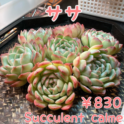 cf852c2ac7996e0ddcd2e49bd1574d