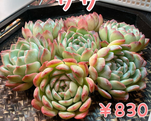 新入荷・新品種】エケベリア 韓国苗 ロタンダ大苗 多肉植物