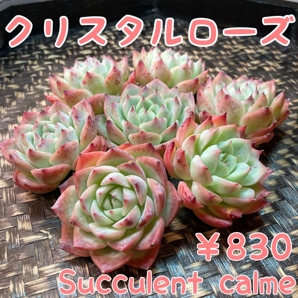 韓国苗 100苗ちびちゃん詰め合わせ！多肉植物 MIX苗【多肉植物説明