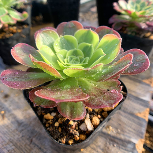 463.多肉植物 寄せ植え アエオニウム属 ガーネット錦(中) 抜き 463.多肉植物 寄せ植え アエオニウム属 ガーネット錦(中) 抜き