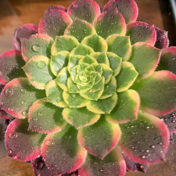 多肉植物 中型 緑とピンク*3 904f3d07fb9ed8119d05fb539c4a60