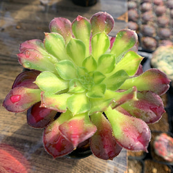 465.多肉植物 寄せ植え アエオニウム属 ホワイトハロウィン錦（中